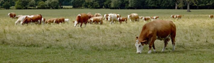 Dôležitá informácia pre držiteľov hovädzieho dobytka – zmena, týkajúca sa premiestnenia zvierat z chovu!